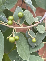 Grewia subspathulata