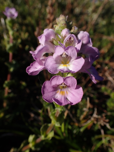 thick eyebright (Euphrasia crassiuscula)