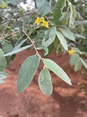 Grewia subspathulata