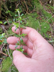 Coprosma cuneata