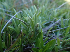 Argyrotegium poliochlorum