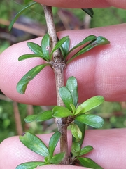 Coprosma cuneata