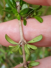 Coprosma cuneata