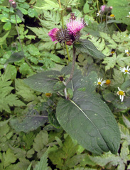 Cirsium waldsteinii
