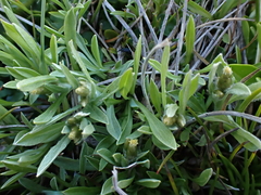 Argyrotegium poliochlorum