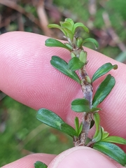 Coprosma cuneata