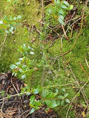 Coprosma cuneata
