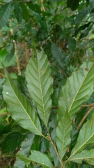 Lithocarpus corneus