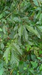 Lithocarpus corneus