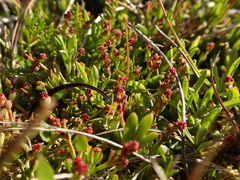 Gonocarpus montanus