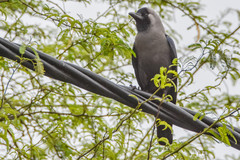 Corvus splendens