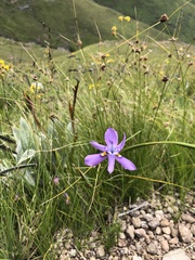Moraea inclinata