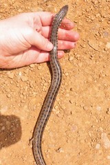 Eumecia anchietae
