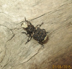 Platyrhinus resinosus