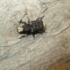 Platyrhinus resinosus