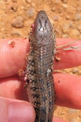 Eumecia anchietae