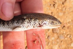 Eumecia anchietae