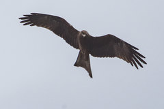 Milvus migrans