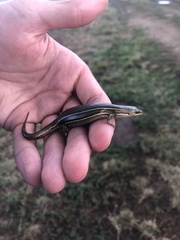 Pseudemoia rawlinsoni