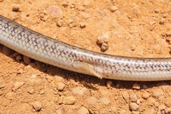 Eumecia anchietae