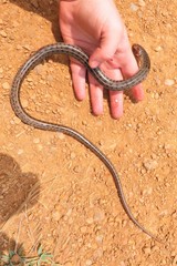 Eumecia anchietae