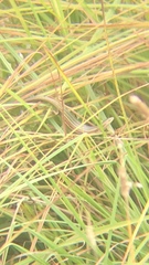 Pseudemoia rawlinsoni