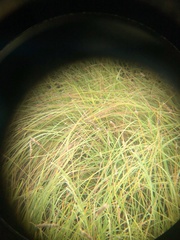 Pseudemoia rawlinsoni