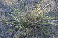 Dianella brevipedunculata