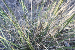 Dianella brevipedunculata
