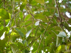 Diospyros oocarpa