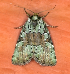Leuconycta lepidula