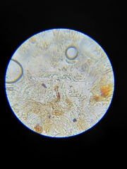 Coccomyces dentatus