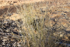 Aristida caput-medusae