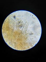 Coccomyces dentatus