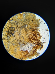 Coccomyces dentatus