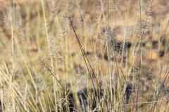 Aristida caput-medusae