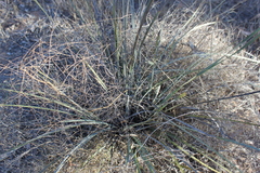 Lomandra ramosissima
