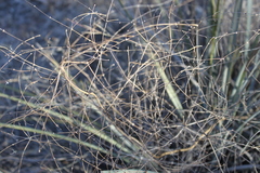Lomandra ramosissima