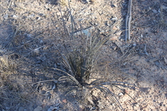 Lomandra ramosissima