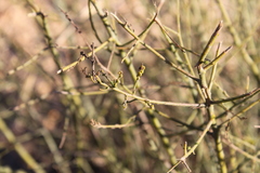 Maireana microphylla