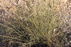 Maireana microphylla