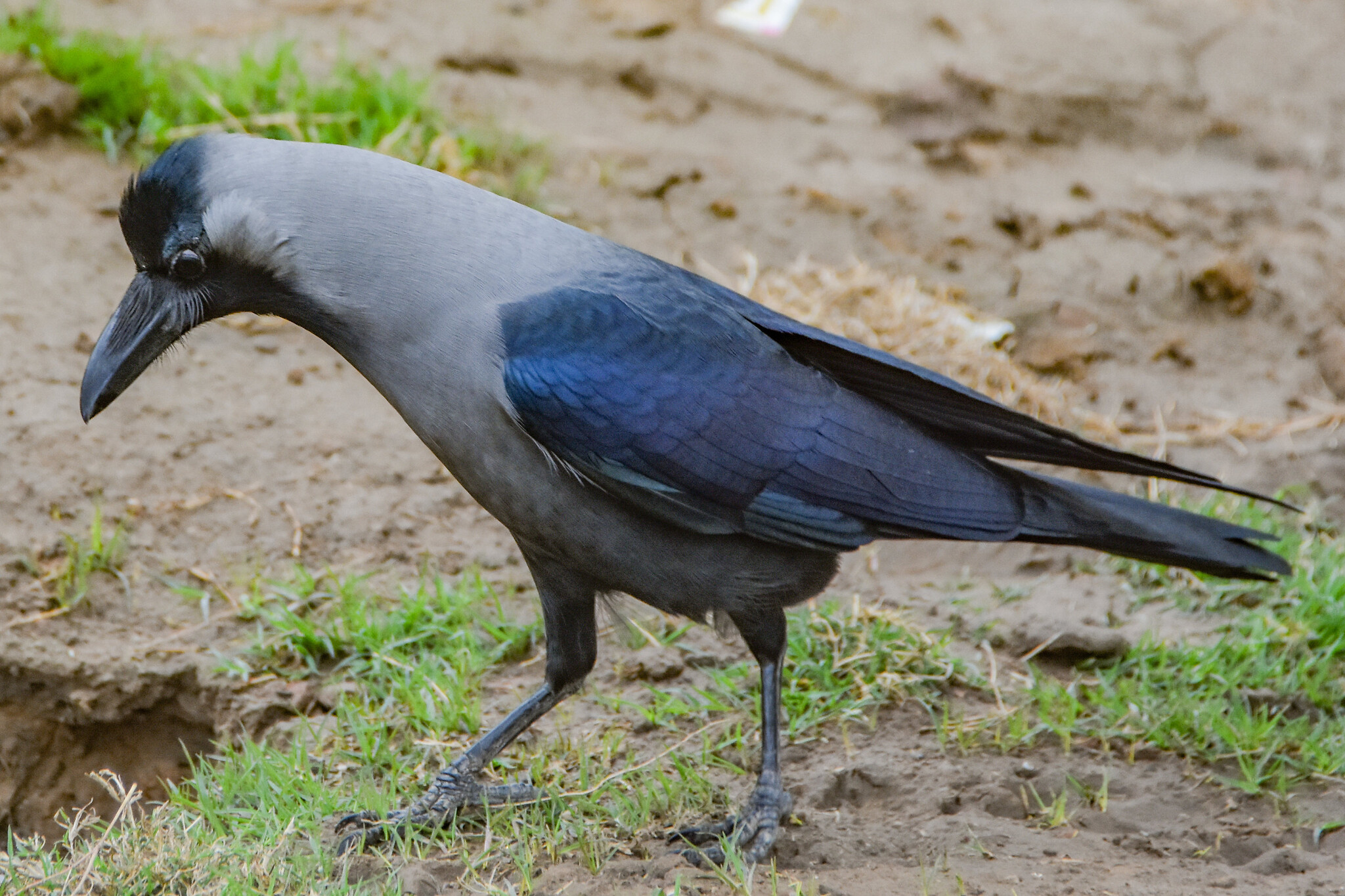 House Crow