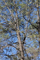 Psydrax oleifolia