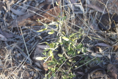 Psydrax oleifolia