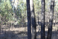 Psydrax oleifolia