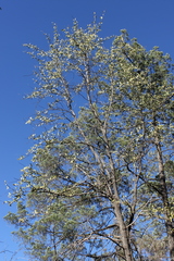 Psydrax oleifolia