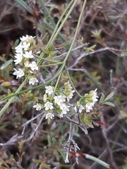 Platysace heterophylla heterophylla