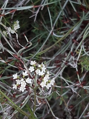 Platysace heterophylla heterophylla