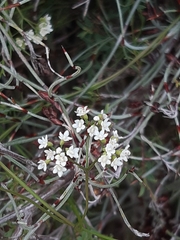 Platysace heterophylla heterophylla