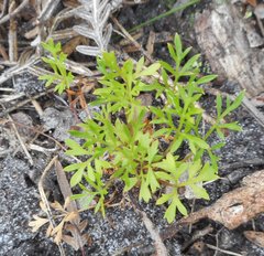 Xanthosia
